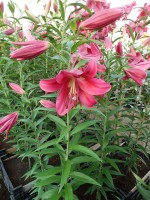 [4158 Carbonero Mak No01.JPG]